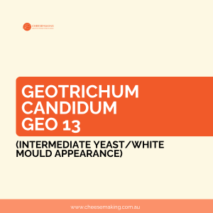 Geotrichum Candidum Geo 13 (intermediate yeast/white mould appearance)