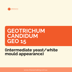 Geotrichum Candidum Geo 15 (intermediate yeast/white mould appearance)